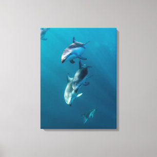 Toile Animaux de bébés cutest Famille de dauphins