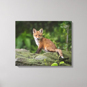 Toile Animaux de bébés cutest   Foxy Smile