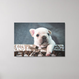 Toile Animaux de bébés cutest   French Bulldog