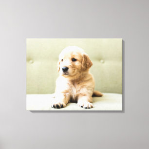 Toile Animaux de bébés cutest   Golden Retriever Puppy