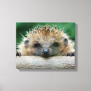 Toile Animaux de bébés cutest   Hedgehog Smile
