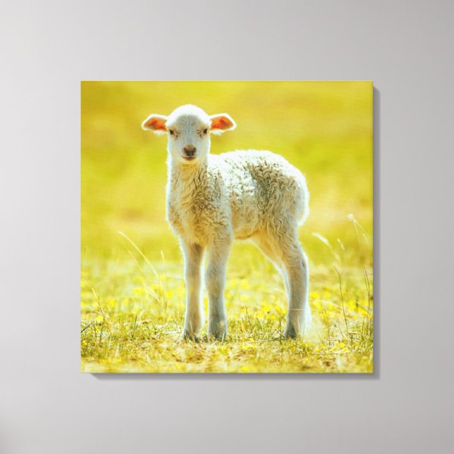 Toile Animaux de bébés cutest | Jeune mouton (Recto)