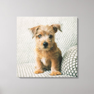 Toile Animaux de bébés cutest Norfolk Terrier Puppy