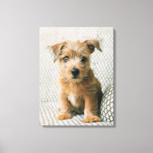 Toile Animaux de bébés cutest   Norfolk Terrier Puppy