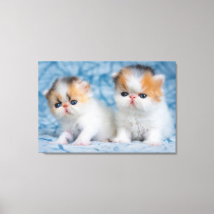 Toile Animaux de bébés cutest   Persian Calico Kitten