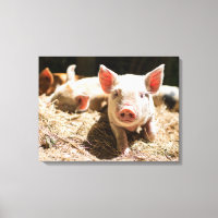 Animaux de bébés cutest | Piglet bébé mignon