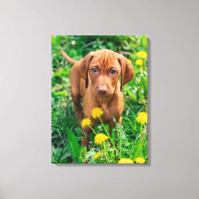 Toile Animaux de bébés cutest | Pointeur (Recto)