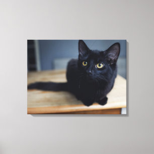 Toile Animaux de bébés cutest   Portrait d'un chat noir