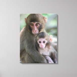 Toile Animaux de bébés cutest   Singes japonais