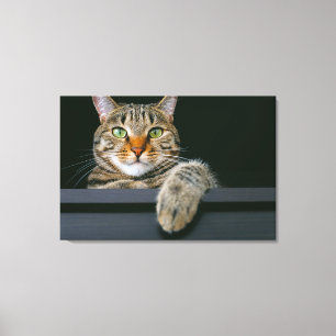 Toile Animaux de bébés cutest Tête de chat gris Tabby