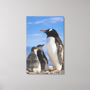 Toile Antarctique, Neko Cove (port). Manchot gentoo 2