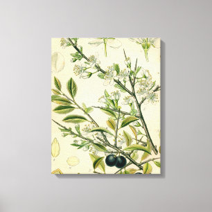 Toile Antique Blackthorn Botanique Imprimé Fleur Berry