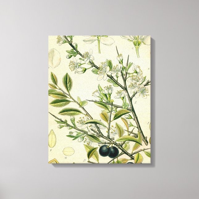 Toile Antique Blackthorn Botanique Imprimé Fleur Berry (Recto)