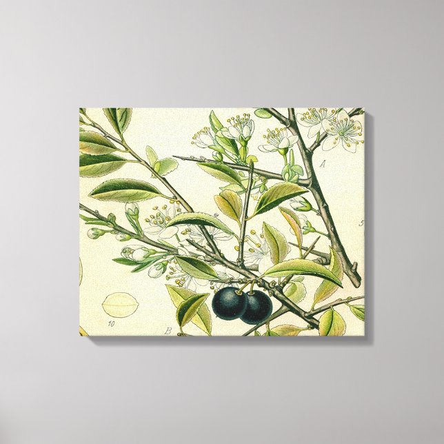 Toile Antique Blackthorn Botanique Imprimé Fleur Berry (Recto)