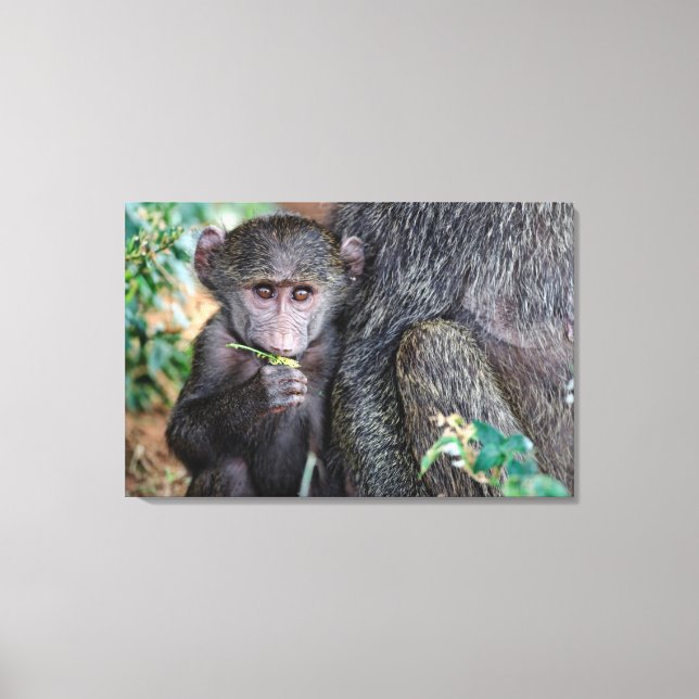 Toile Anubus Baboon | Lac Manyara Nat. Parc Tanzanie (Recto)