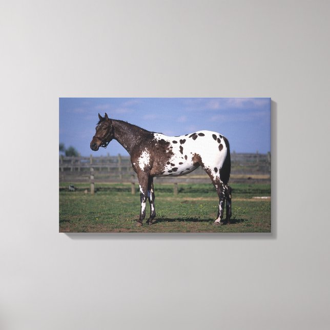Toile Appaloosa Cheval debout (Recto)