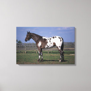 Toile Appaloosa Cheval debout