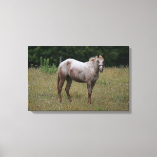 Toile Appaloosa Cheval debout dans l'herbe