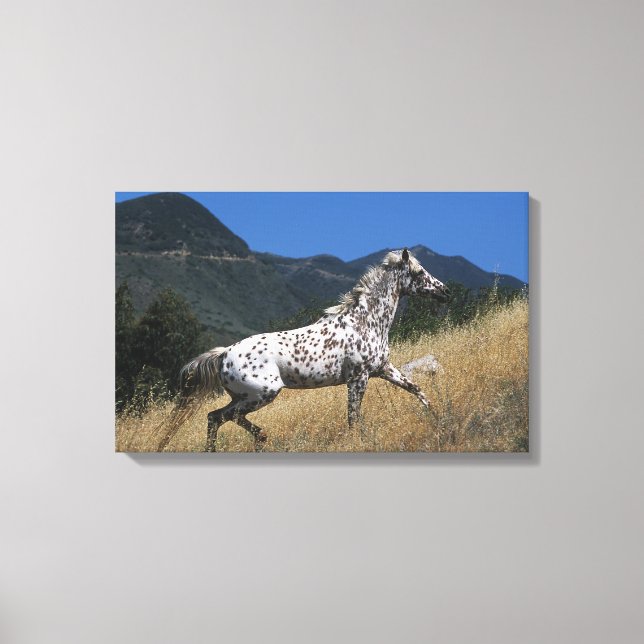 Toile Appaloosa Horse Running up Mountain (Recto)