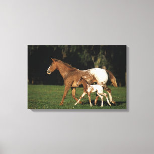 Toile Appaloosa Mare Et Foie