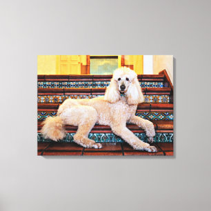 Toile Apricot standard Poodle - Bocelli