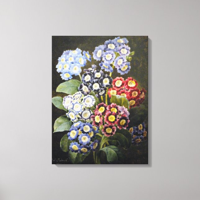 Toile Aquarelle végétale vintage Art Auriculas (Recto)