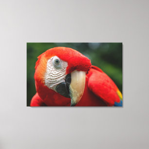 Toile Ara rouge dans la forêt tropicale du Costa Rica