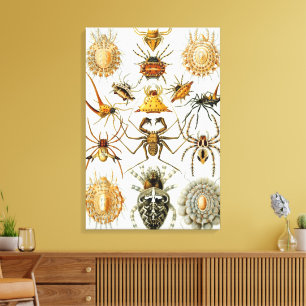 Toile Araignées ou arachnides vintages par Ernst Haeckel