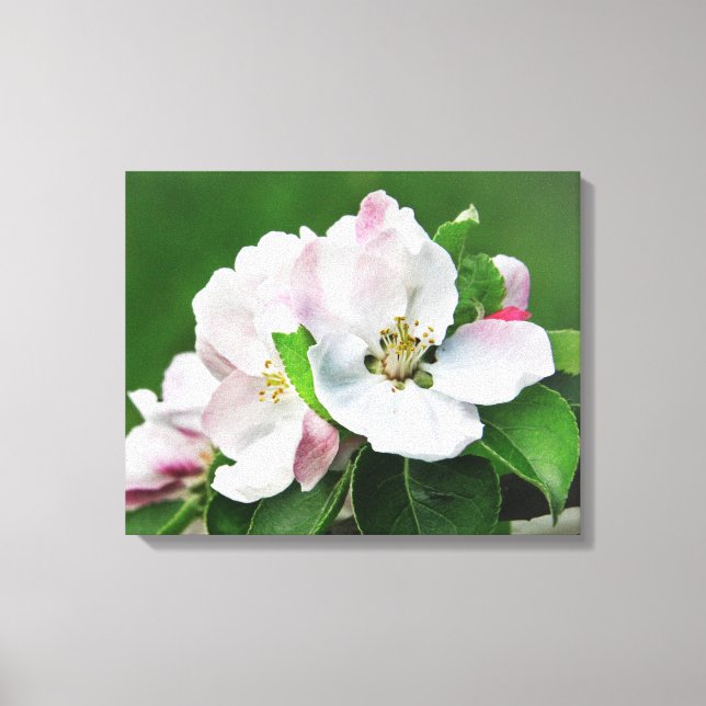 Toile Arbre de pomme en fleurs Canvas de printemps art m (Recto)