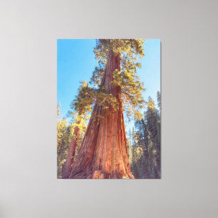 Toile Arbre de séquoia géant