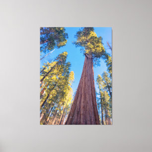 Toile Arbre de séquoia géant