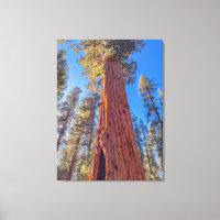 Arbre géant séquoia en forêt