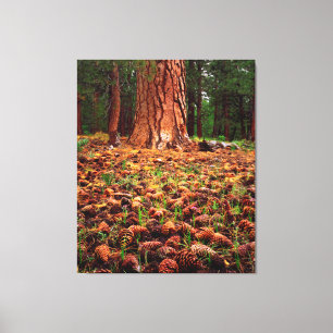 Toile Arbre Ponderosa de vieille croissance avec cônes d