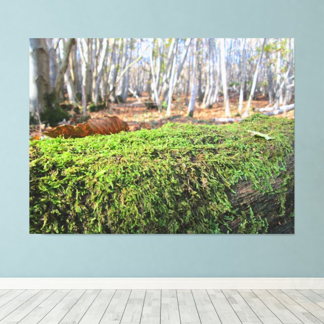 Toile Arbre tombé dans la mousse d'automne - (Insitu (Plancher de Bois))