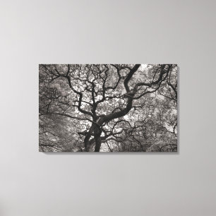 Toile Arbres de Magnolia en fleurs 03