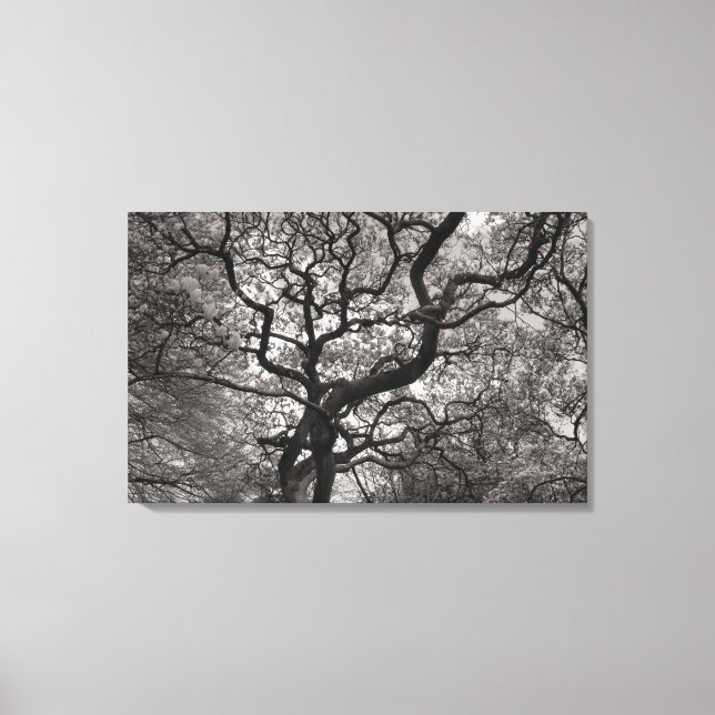 Toile Arbres de Magnolia en fleurs 03 (Recto)