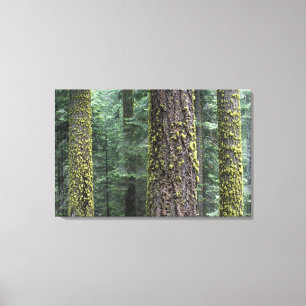 Toile arbres de Séquoia géants dans la forêt, Sequoia et