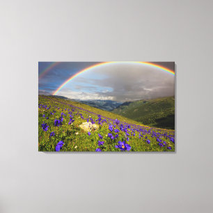 Toile Arc-en-ciel au-dessus d'un pré fleurissant