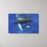 archipel des Caraïbes, Grande Antilles,