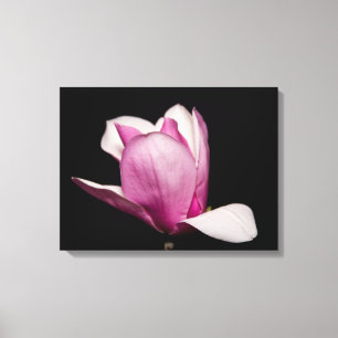 Toile Arrière - plan noir en fleur de Magnolia rose