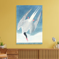 Art côtier vintage d'oiseau de mer Sterne arctique