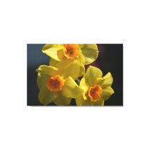 Art de la fleur de la jonquille jaune printemps.