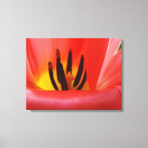 Toile Art floral fin Tulipe rouge Art moderne