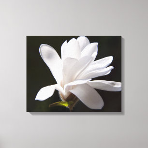 Toile Art Star Fleur Magnolia