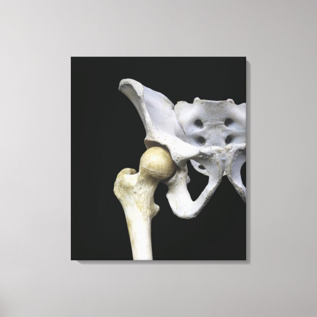 Toile Articulation de la hanche au Pelvis (Recto)