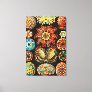 Toile Ascidiae, Seescheiden Marine Life par Ernst Haecke