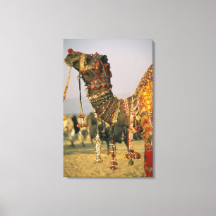 Toile Asie, Inde, Pushkar. Chameau Shamu , Pushkar