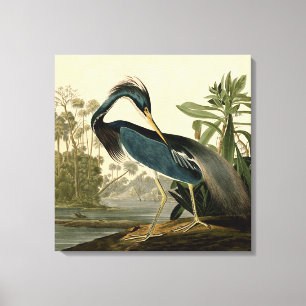 Toile Audubon Héron de Louisiane Oiseaux Amérique Art
