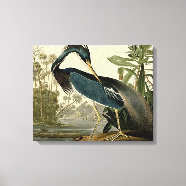 Toile Audubon Louisiana Heron Birds America Art (Recto)