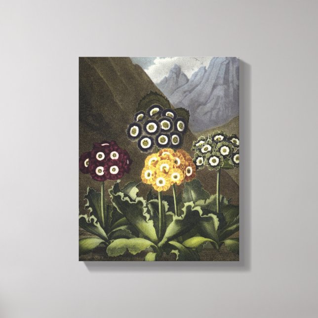 Toile Auriculas du Dr John Robert Thornton (Recto)